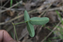 Galactia tenuiflora var. minor